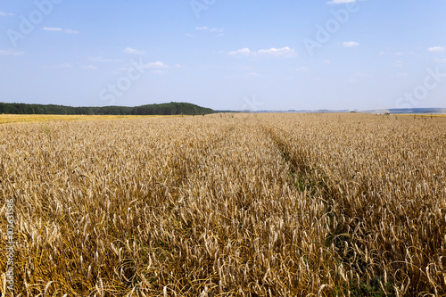 harvesting cereals   Agriculture