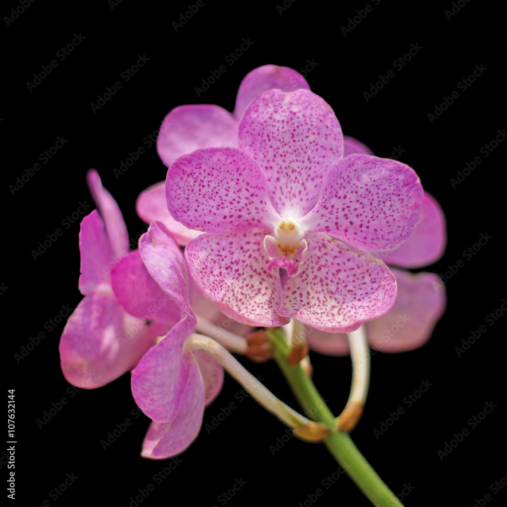 Obraz premium beautiful orchid flower