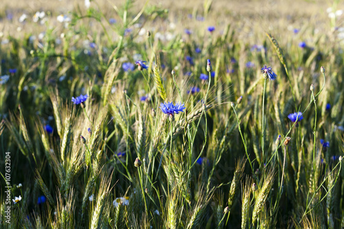 cornflowers on the field 