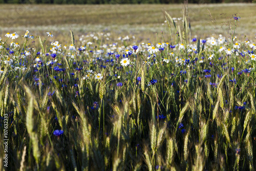 flowers in the field  