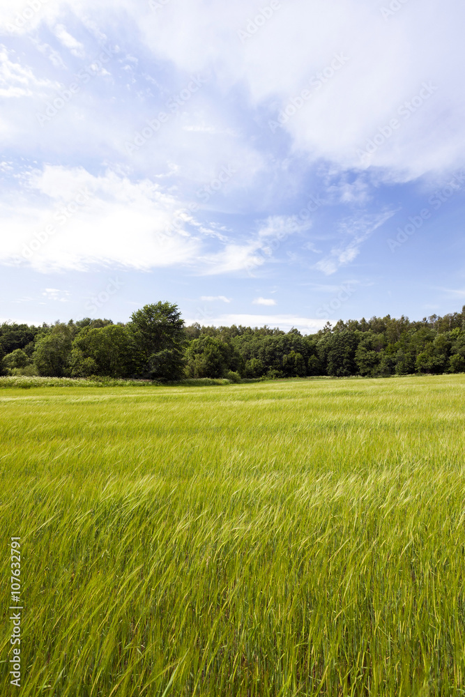 Obraz premium immature cereals, field