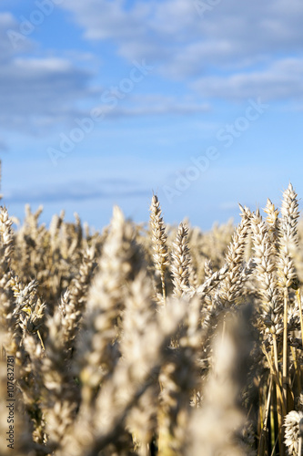 farm field cereals 