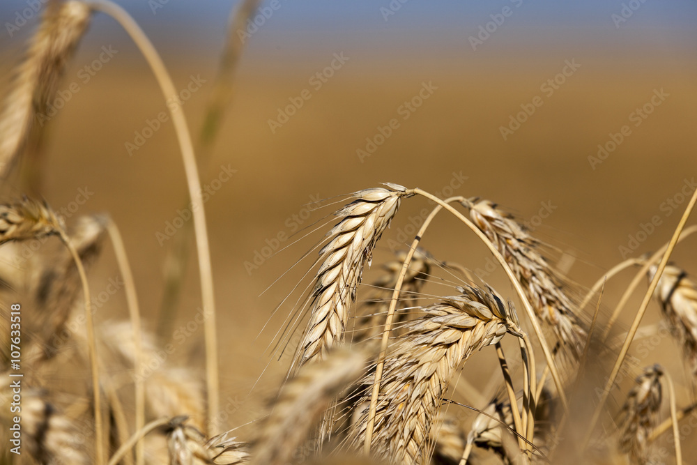 Obraz premium Field of cereal in the summer 