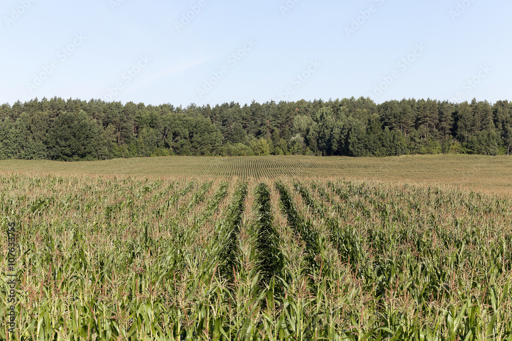 corn field, agriculture  