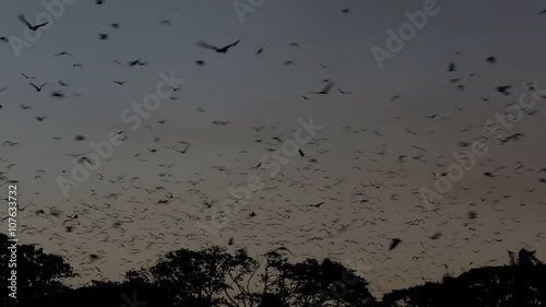 Fruit bat colony flying at dusk 