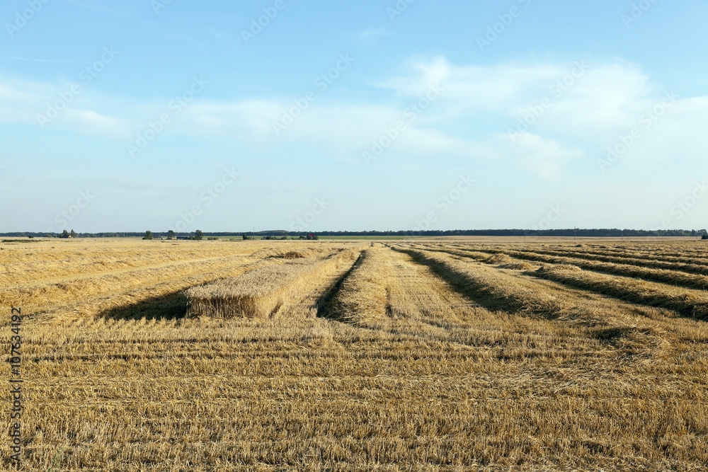 cereal harvest field  