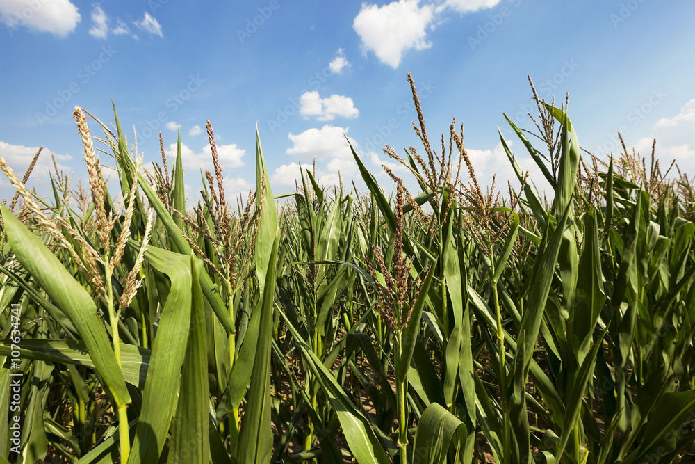Fototapeta premium corn field, agriculture 