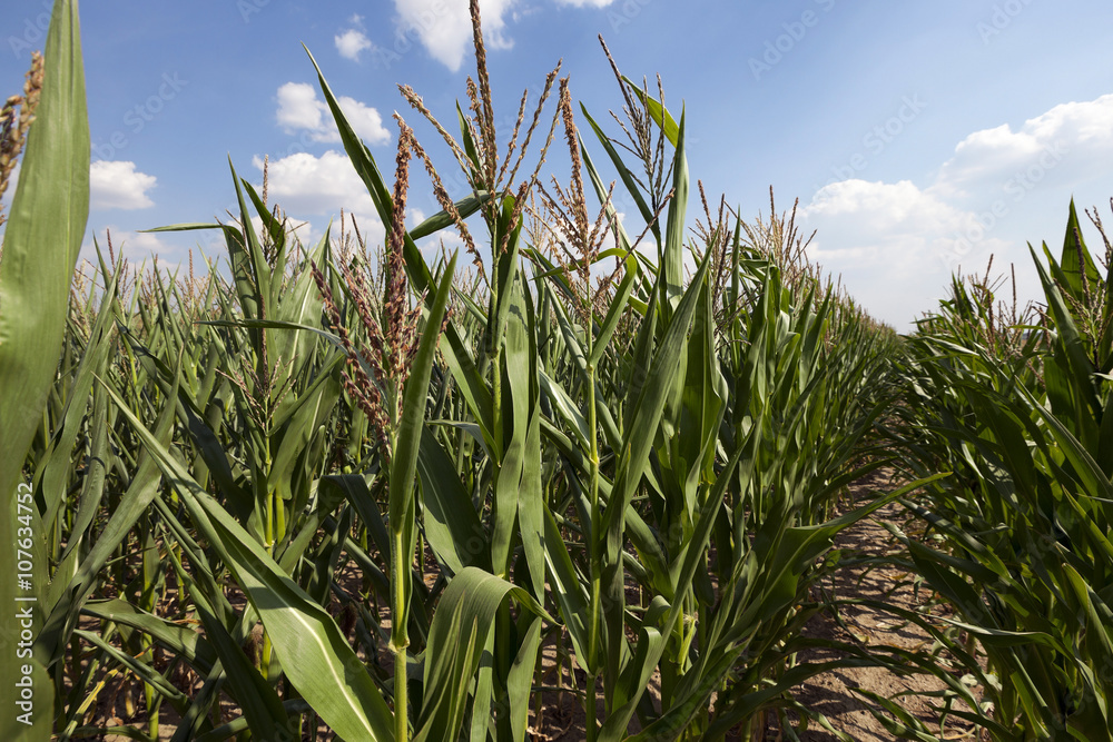 Naklejka premium Corn field, summer 