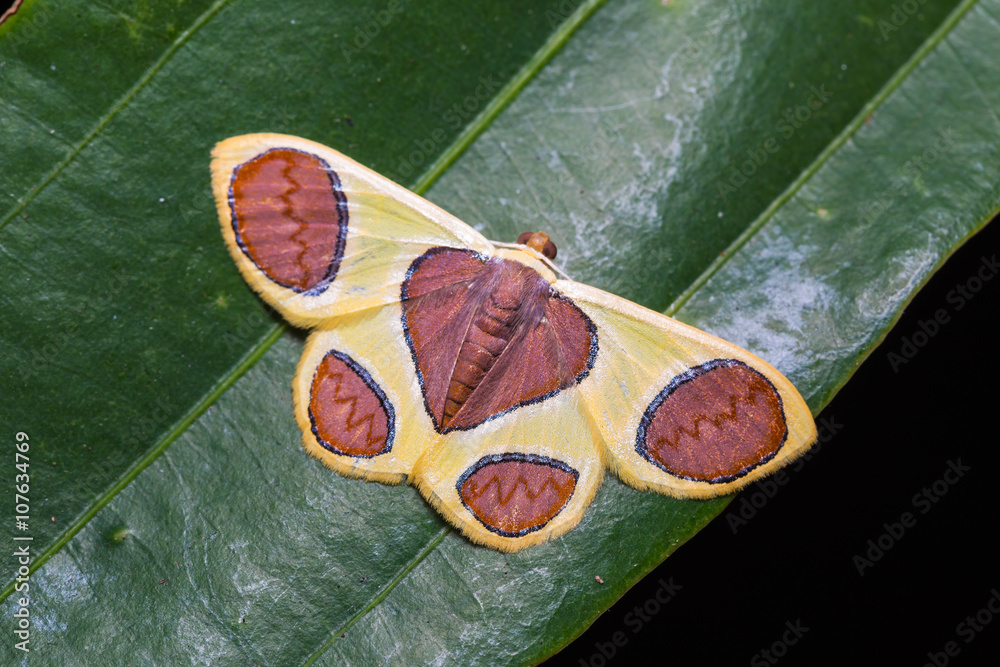 Naklejka premium Plutodes flavescens moth