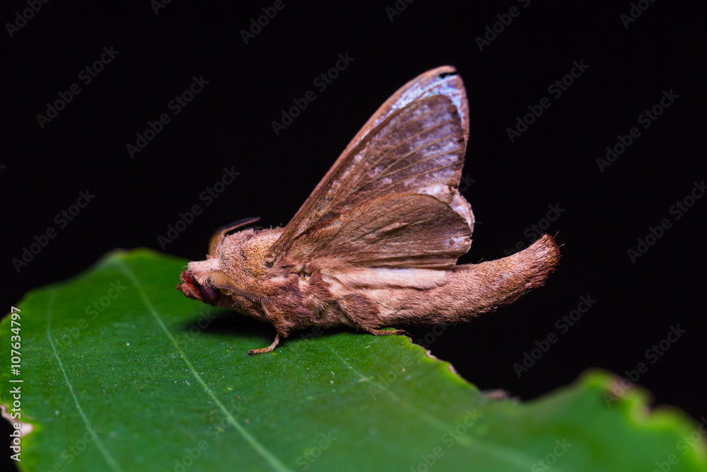 Obraz premium Paralebeda plagifera moth on green leaf