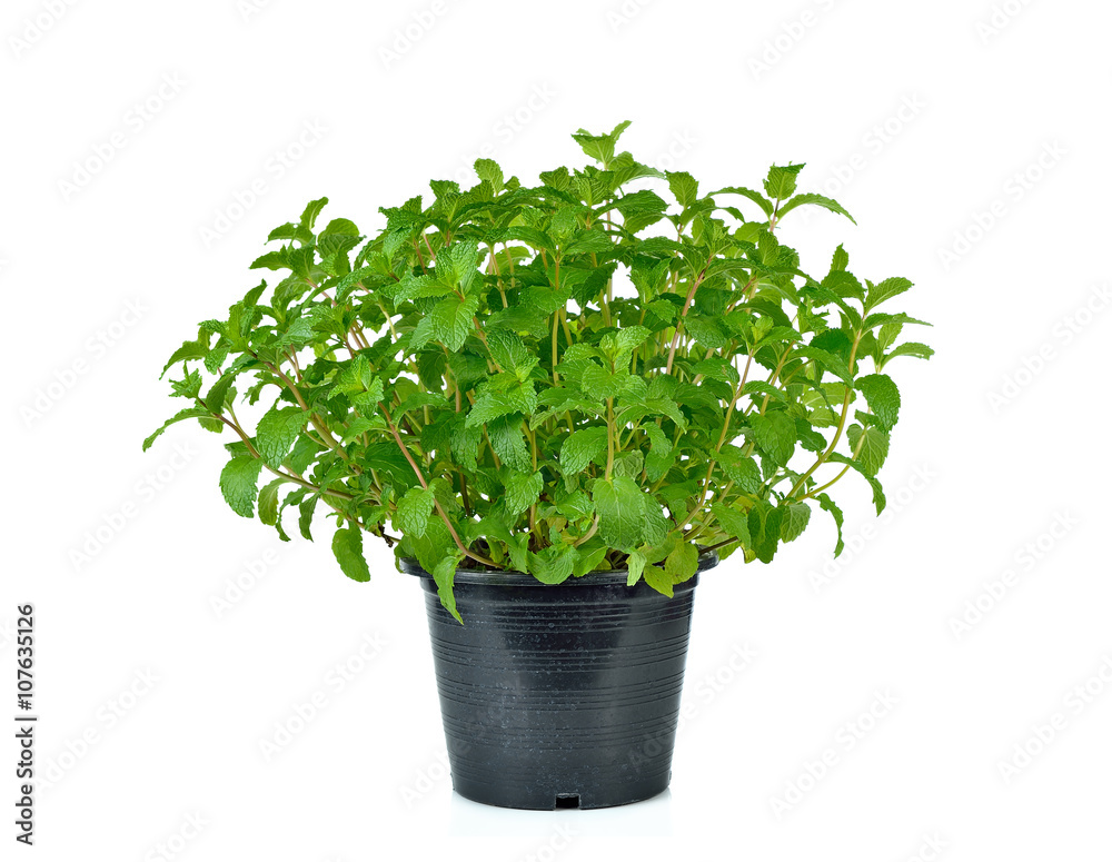 Fresh mint herb on a pot over white Fresh mint herb on a pot over white