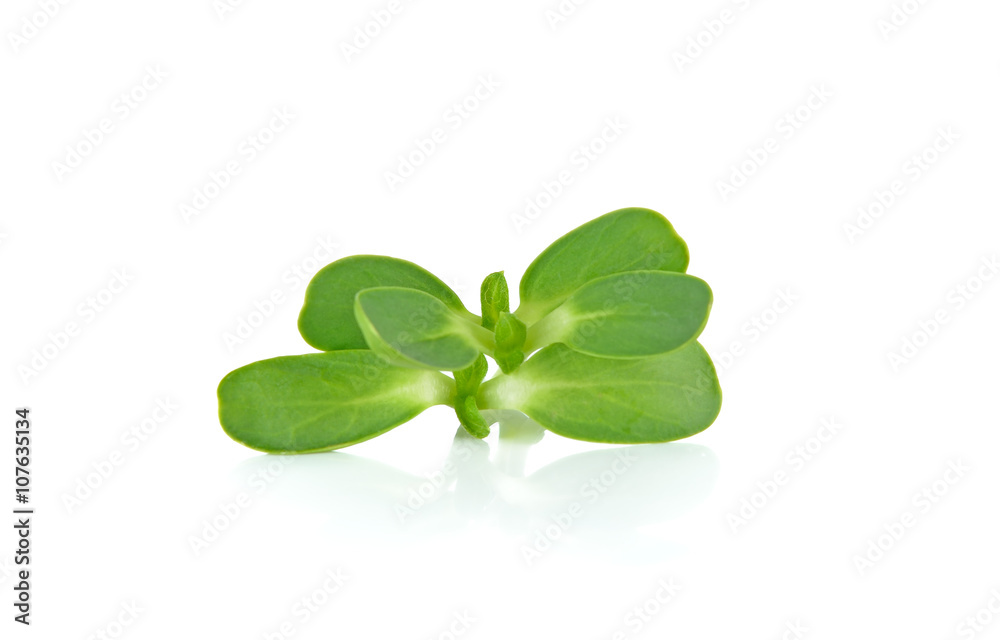 sunflower sprout isolated on white background sunflower sprout isolated on white background
