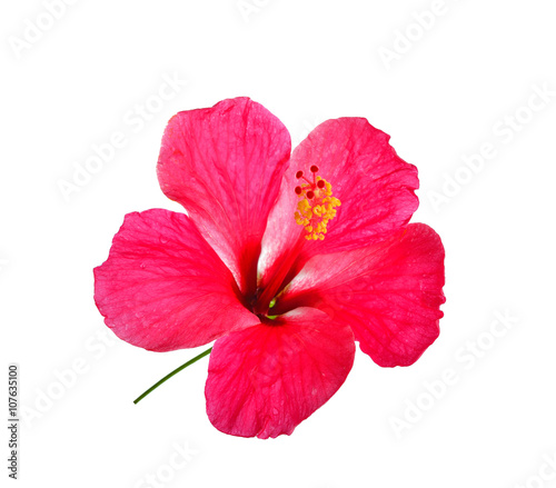 The hibiscus, isolated on white background