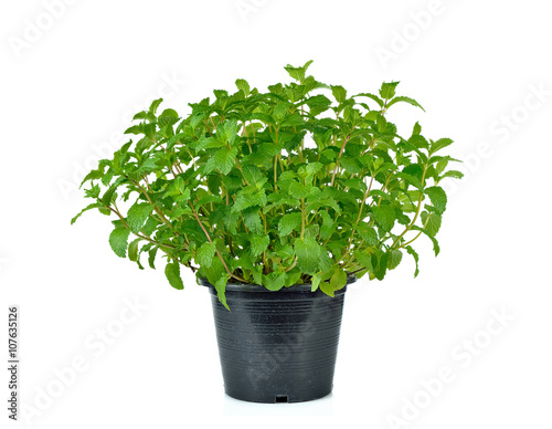 Fresh mint herb on a pot over white