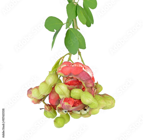 Beautiful helical Pithecellobium dulce bean on white photo