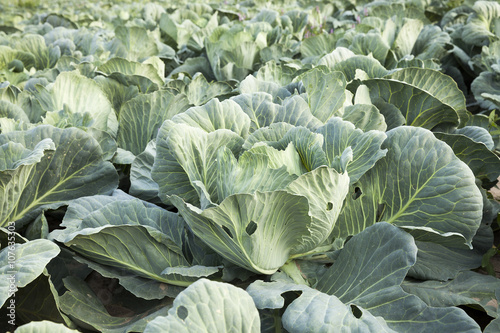 agricultural field with a cabbage 