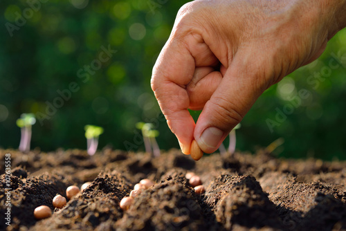 Fototapeta Farmer's hand planting seeds in soil