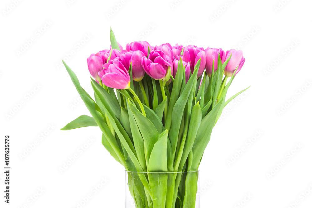 Tulips on white background Tulips on white background