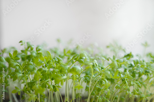 Fresh watercress sprouts on windowsill. Selective focus