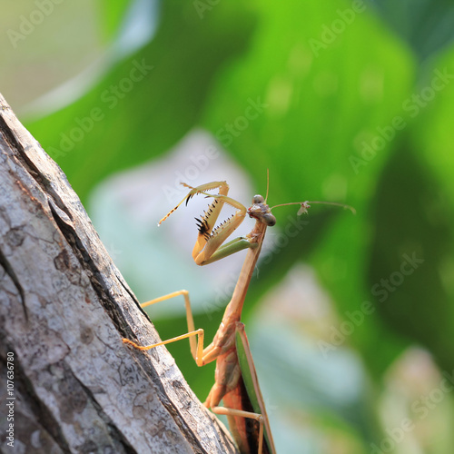 Praying Mantis - Mantis religiosa Large Preditory Insect photo