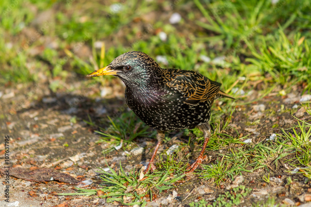 European Starling, Sturnus vulgaris, dark bird European Starling, Sturnus vulgaris, dark bird