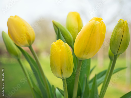 Gelbe Tulpen aus dem Garten - Frühlingsblumen - Tulpenblüte