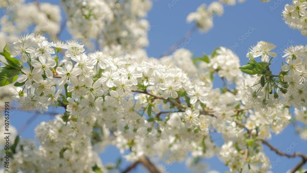 Prunus cerasus blossom branch in front of blue sky 4K 2160p UltraHD slow tilting video - Cherry tree early spring flowers natural background 4K 3840X2160 UHD tilt footage Prunus cerasus blossom branch in front of blue sky 4K 2160p UltraHD slow tilting video - Cherry tree early spring flowers natural background 4K 3840X2160 UHD tilt footage