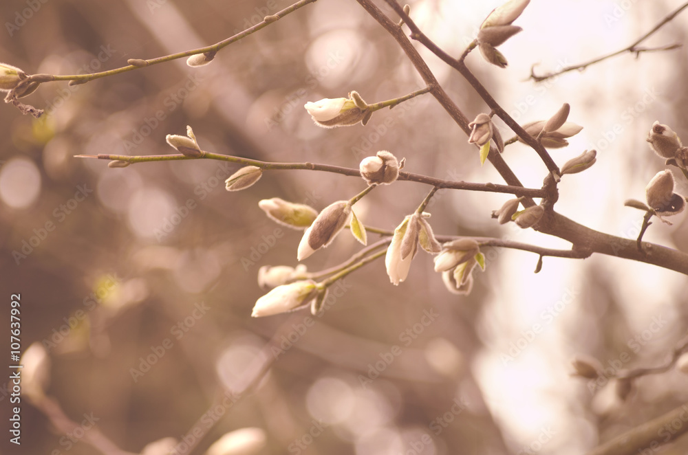 Spring branch of a tree with small buds. Springtime background. Close up Spring branch of a tree with small buds. Springtime background. Close up