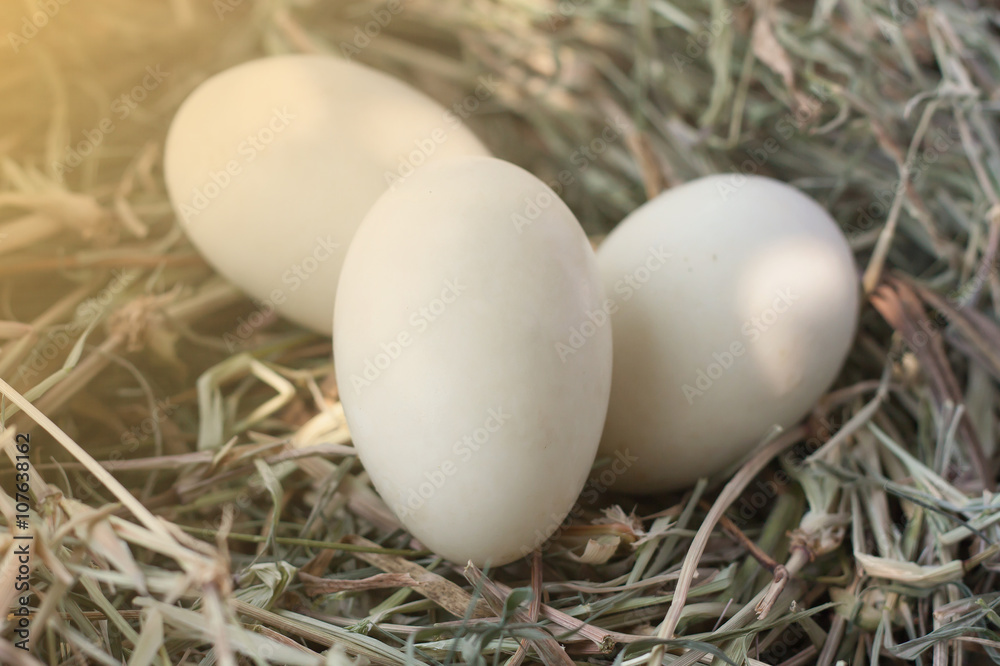 eggs in nest