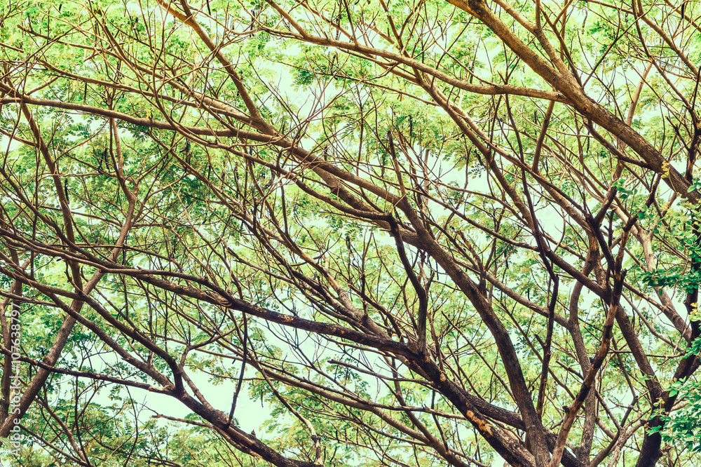 Fototapeta premium Branches of tree over head for abstract texture environment nature concept