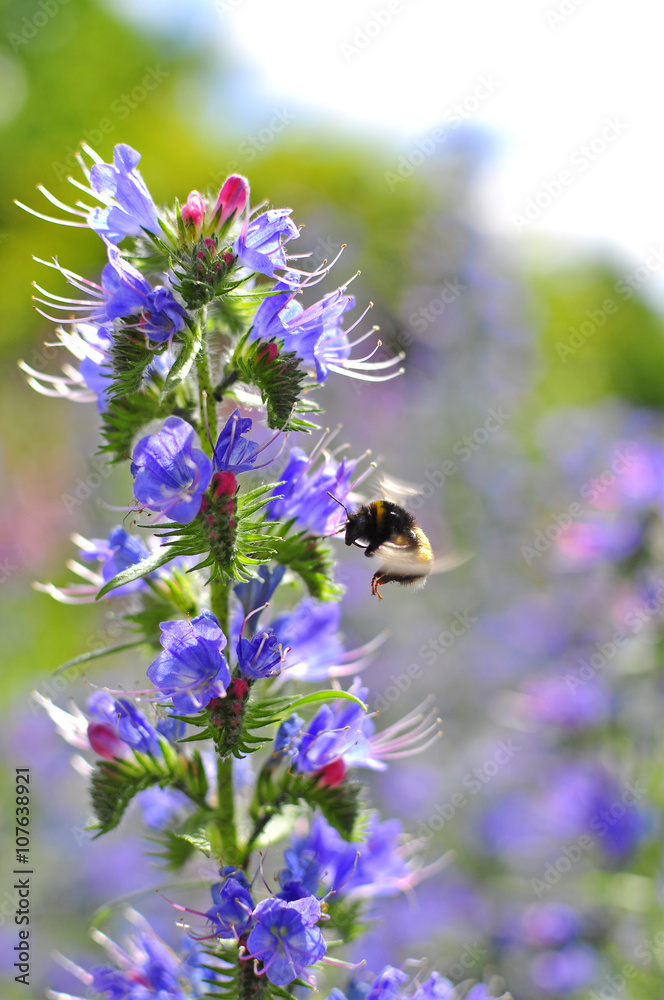 Bumblebee pollinating purple Viper's Bugloss flowers. Medicinal herb. Echium vulgare.