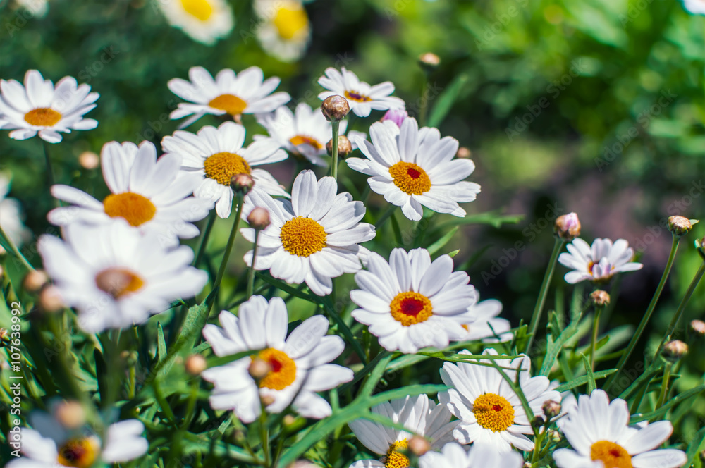 White chamomile flowers growing on meadow White chamomile flowers growing on meadow