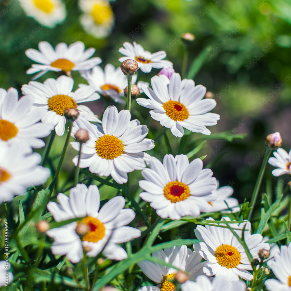 Fototapeta premium White chamomile flowers growing on meadow