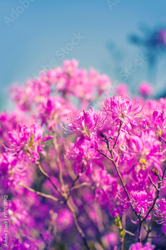 Pink flowers of a rhododendron