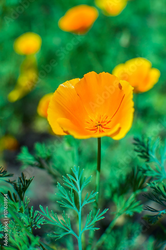 Bright orange california poppies in full bloom Eschscholzia californica