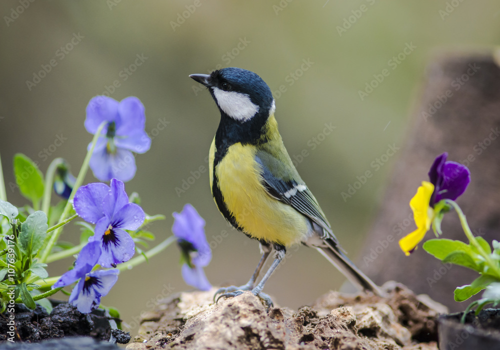 Fototapeta premium Great Tit and Pansies flowers