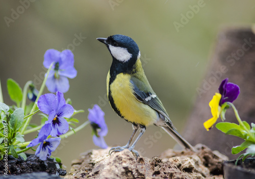 Great Tit and Pansies flowers