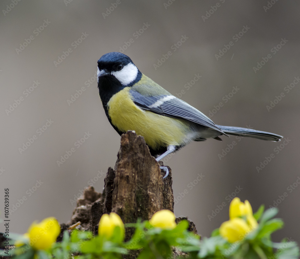 Obraz premium Great Tit in springtime 