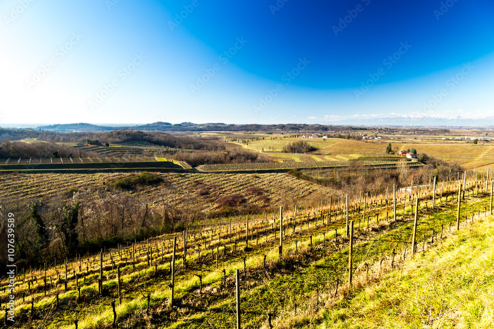 Fototapeta premium Vineyard in late winter