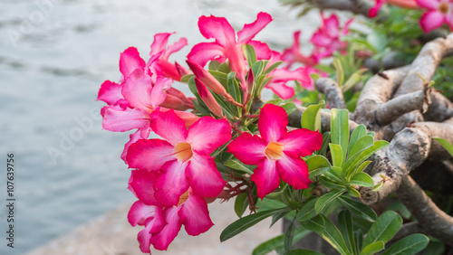 Pink Plumeria, Impala Lily, Desert Rose, Mock Azalea, Pink bigno