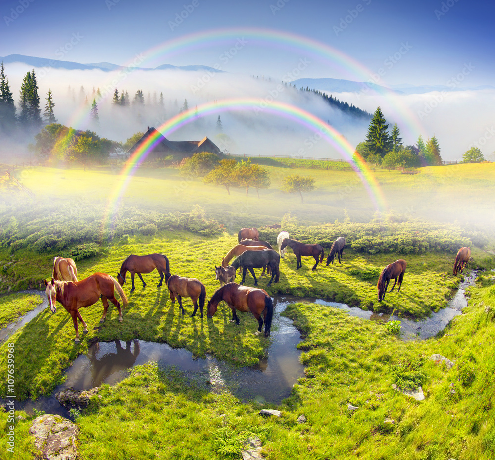 Horses have crooked creek