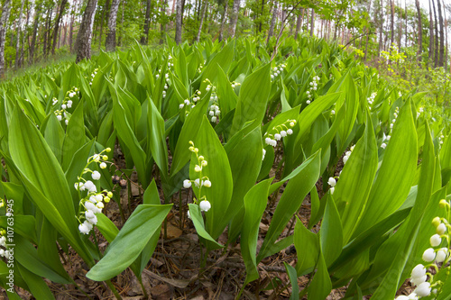 Forest lily of the valley near Kiev