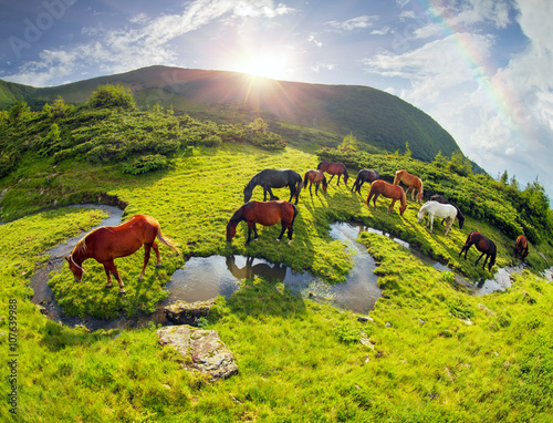 Horses over the rainbow stream photo