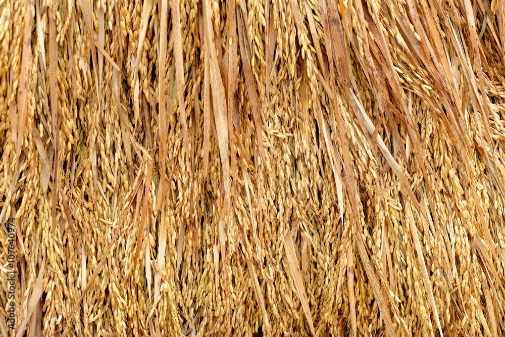 paddy, unmilled rice, bundle of rice on the rice field after har paddy, unmilled rice, bundle of rice on the rice field after har