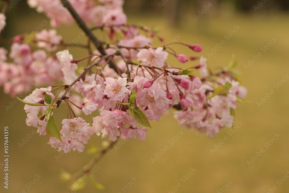 Fototapeta premium 桜の花