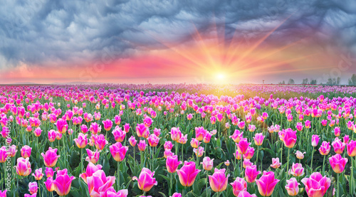 Fototapeta Naklejka Na Ścianę i Meble -  Field of tulips in Chernivtsi