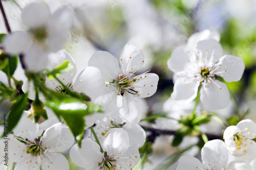  Photo Cherry blossoms 