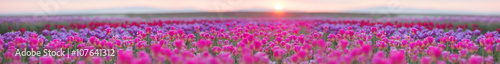 Field of tulips in Chernivtsi