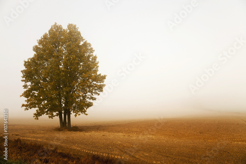 Morning fog, autumn 