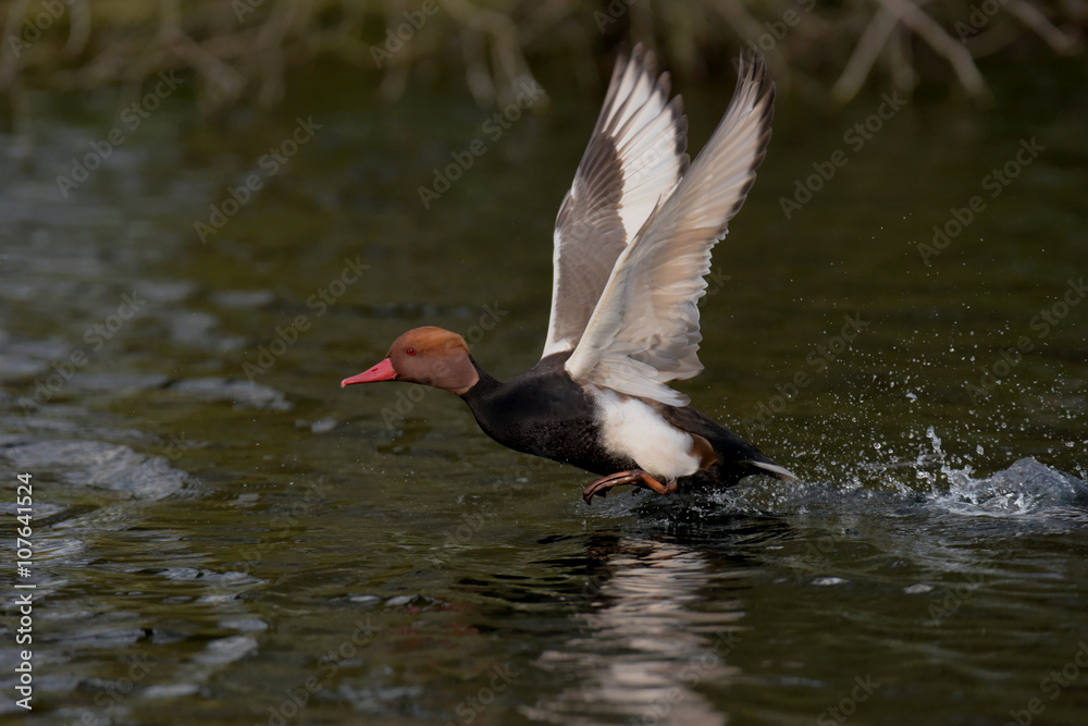Fototapeta premium Red-crested Pochard, Netta rufina